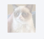 Grumpy cat image fades in and out
