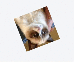 Grumpy cat image rotates