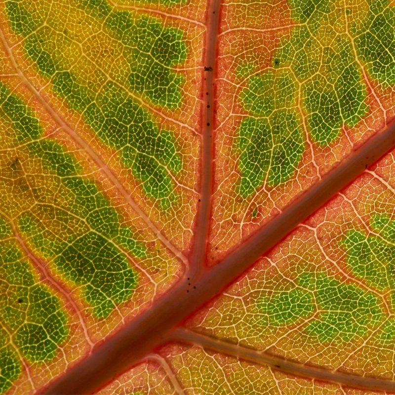 Leaf background image for hotspots